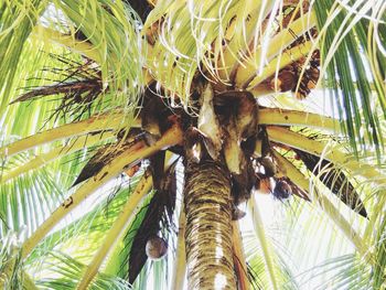 Low angle view of palm tree