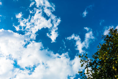 Low angle view of trees against blue sky