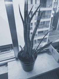 Potted plant in city