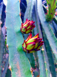 Close-up of succulent plant