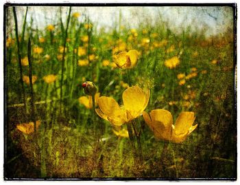 Plants growing on field
