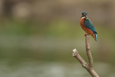 Close-up of bird perching on branch