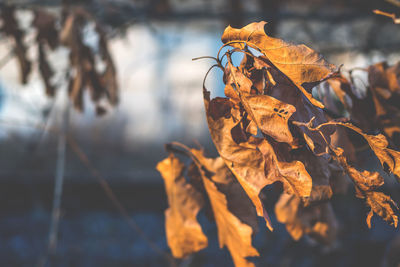 Close-up of dry leaf