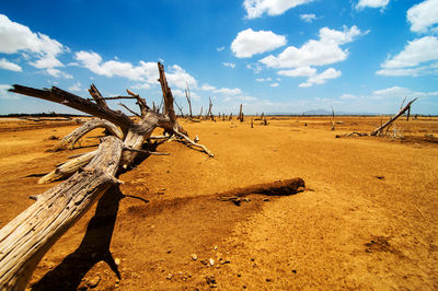 Dead trees on sand against sky at desert