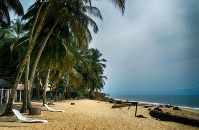 Palm trees on beach against sky