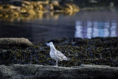 Close-up of bird perching on shore