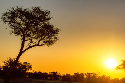 Silhouette trees against sky during sunset