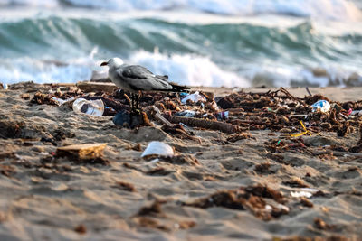 Seagull perching on a beach