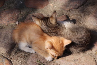 High angle view of cats sleeping