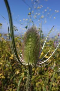 Close-up of plant against sky