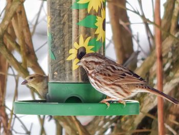 Close-up of bird perching on wall