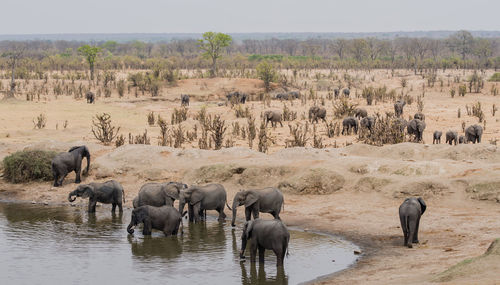 Elephants standing in lake