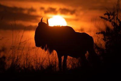 Blue wildebeest stands silhouetted against setting sun