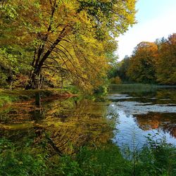 Scenic view of lake in forest