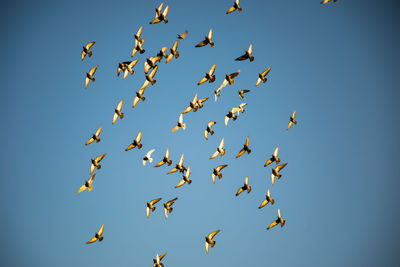 Low angle view of birds flying in the sky