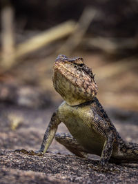 Close-up of lizard