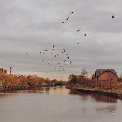 Bird flying over sea