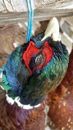 Close-up of peacock