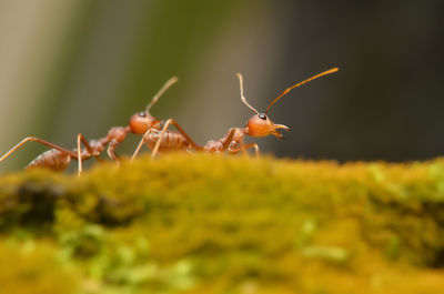 Close-up of insect