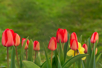 Close-up of red tulips in field