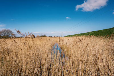 Scenic view of field against blue sky