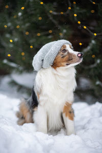 Australian shepherd in a beanie. hipster dog in a knitted hat sits outside under a snowfall.