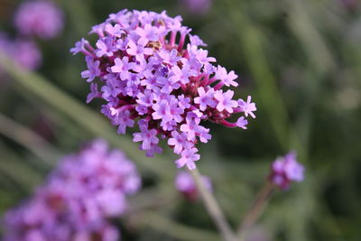 Close-up of purple flowering plant