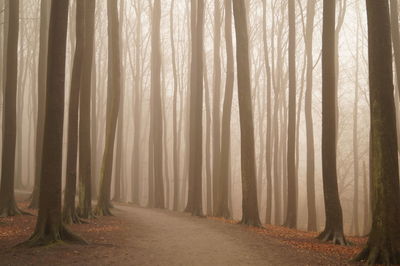 View of trees in forest