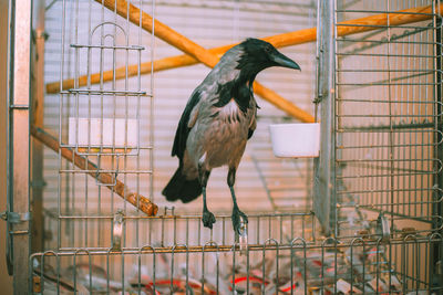 Close-up of bird perching in cage