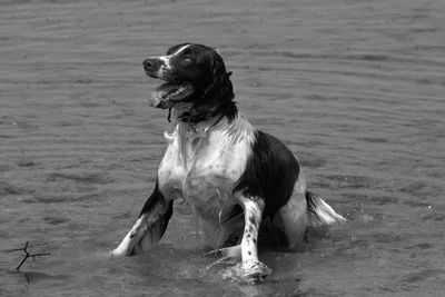 Full length of a dog looking away