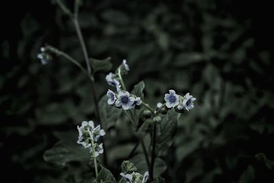 Close-up of white flowering plant