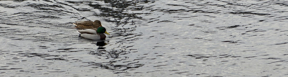 Mallard ducks swimming on lake