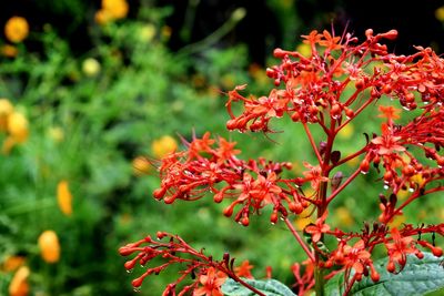 Close-up of red flowers on plant