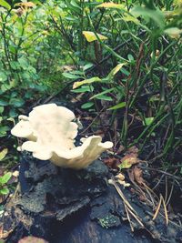 Close-up of mushrooms growing on field