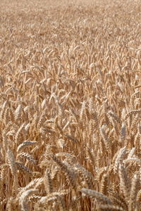 Full frame shot of wheat field