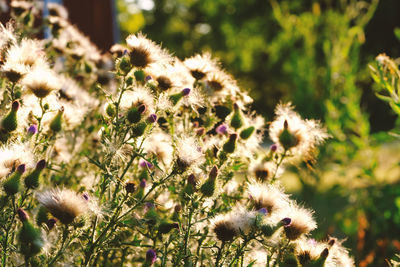 Close-up of flowering plants growing in park