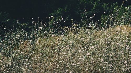 Full frame shot of plants on field