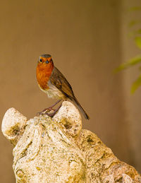 Close-up of bird perching on rock