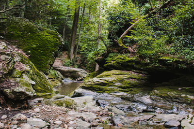 Stream along trees in forest