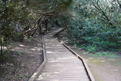 Empty footpath amidst trees in forest