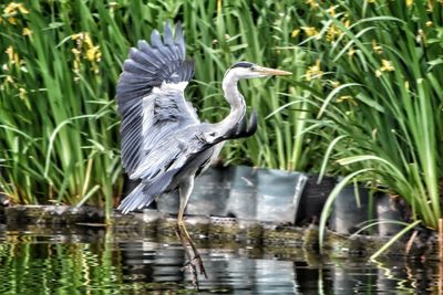 High angle view of gray heron in lake