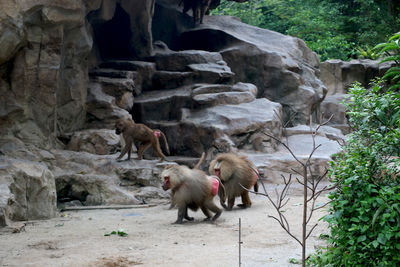 View of monkey on rock