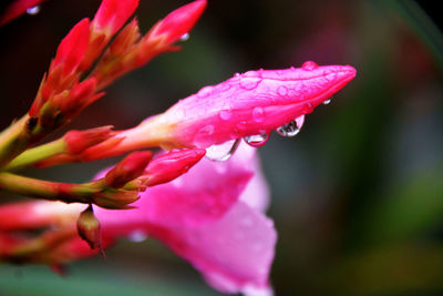 Close-up of water drops on pink flower