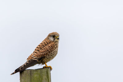 Low angle view of eagle perching on wooden post against sky