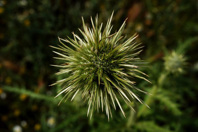 Close-up of dandelion on plant