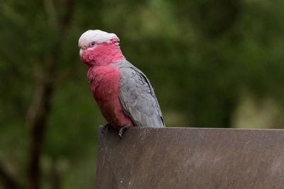 Close-up of bird perching on metal