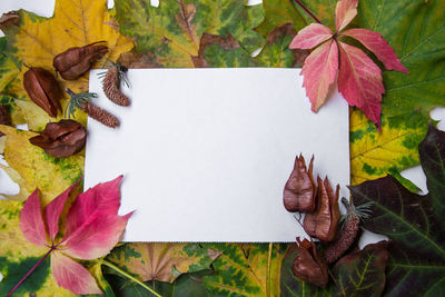 High angle view of maple leaves on plant