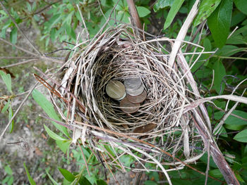 Close-up of bird nest