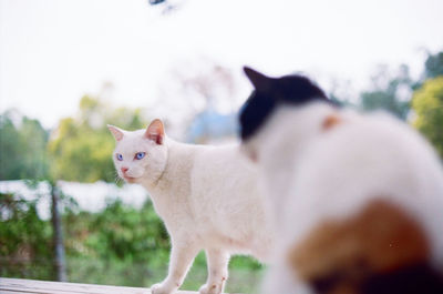 Cat looking away against sky