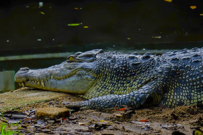 Close-up of crocodile in the lake